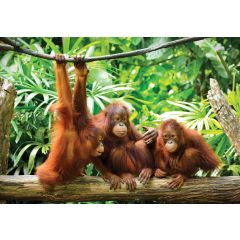 10230 - Orangutany w dżungli