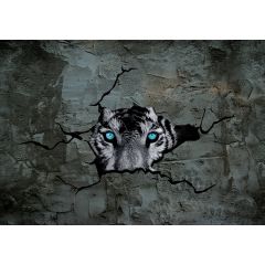 2772 - Tiger mit Blau Augen