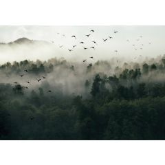 12517 - Ptaki, las i mgła
