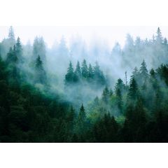13757 - Las we mgle w zimnej tonacji 