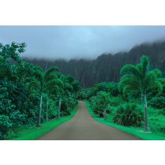 13988 - Krajobraz Natury Droga na Hawajach 
